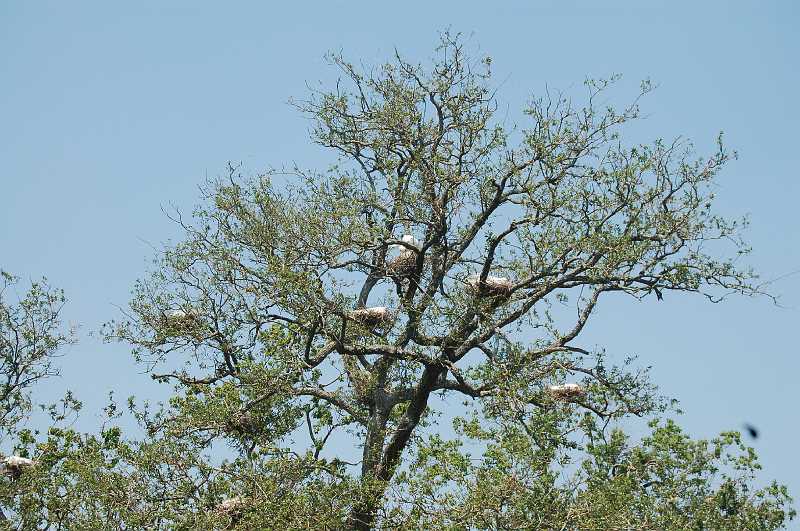 New Orleans 04-08-06 096.JPG - After my visit to the 9th Ward, we all headed out to see some more of New Orleans.  This is a tree full of nesting Egrets in Audubon Park.